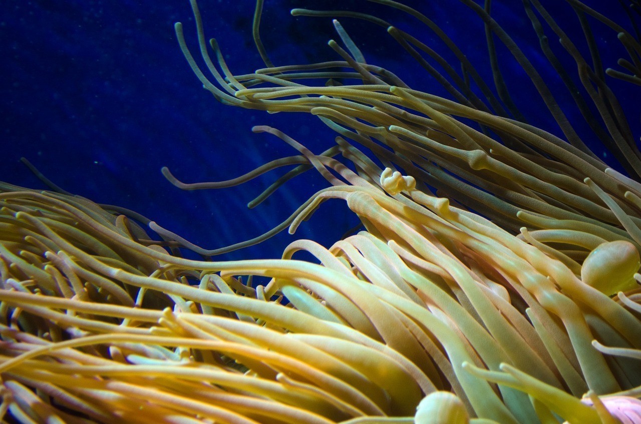 重慶光浪生物科技有限公司金麟閣觀賞水族苑