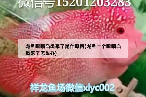 龍魚眼睛凸出來了是什原因：龍魚凸眼病的早期癥狀