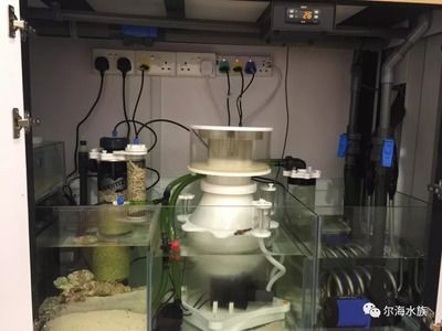 清洗底濾魚缸的詳細步驟：如何清洗底濾魚缸