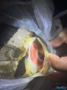 虎魚 龍魚 腮病  專家請看看