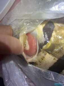 虎魚 龍魚 腮病  專家請看看