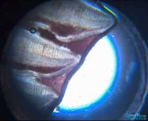 虎魚 龍魚 腮病 專家請看看