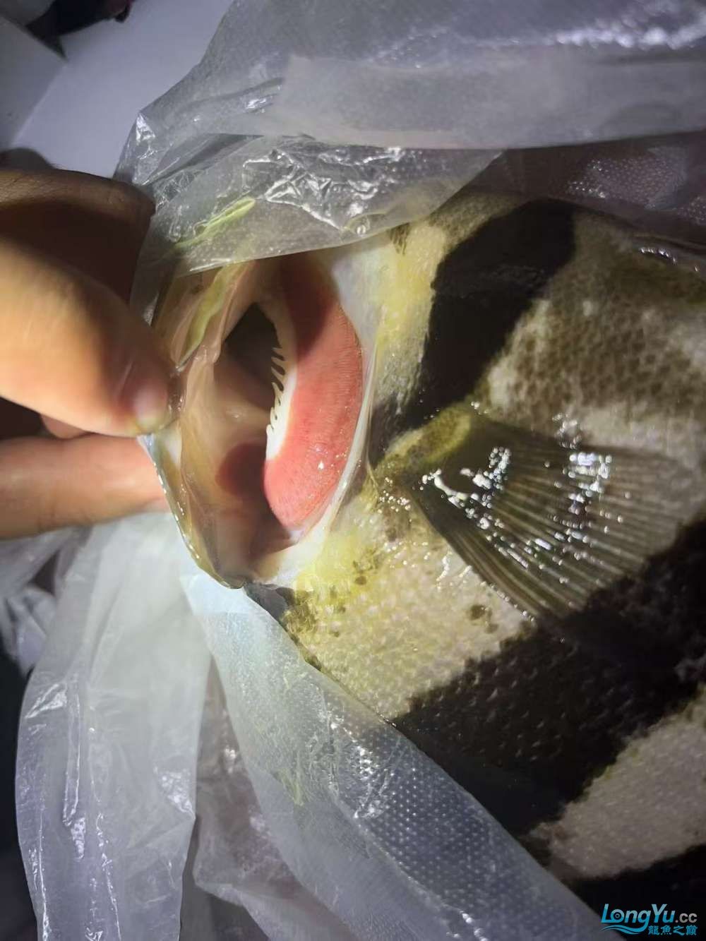 虎魚 龍魚 腮病 專家請看看