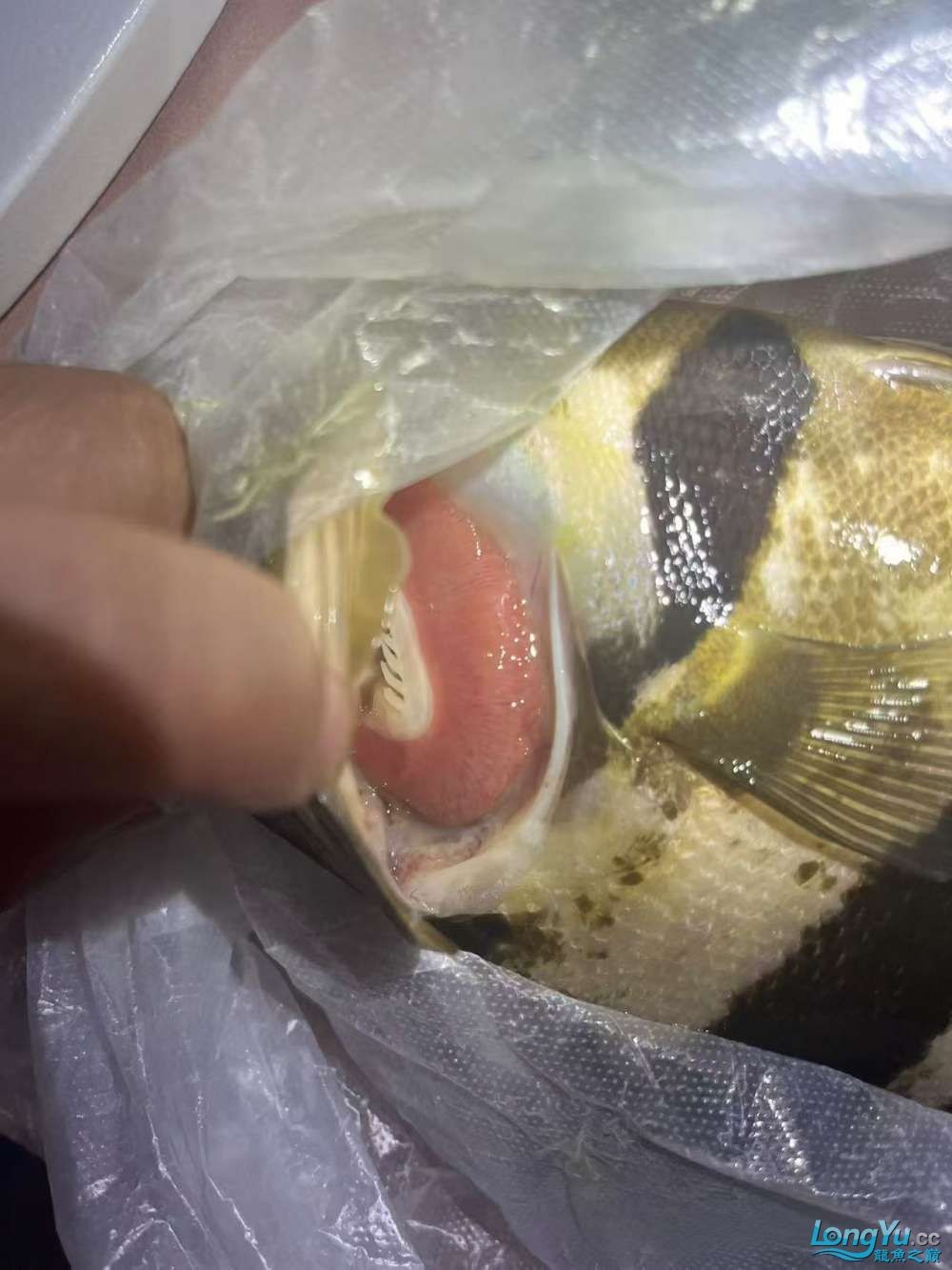 虎魚 龍魚 腮病 專家請看看