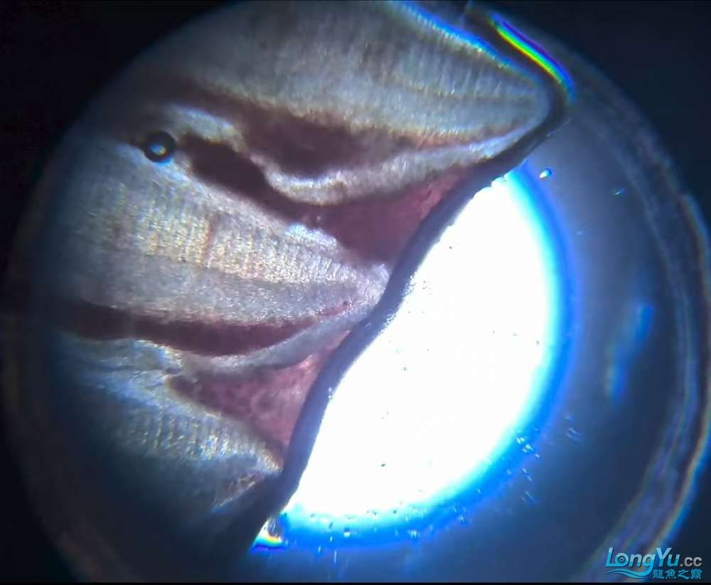 虎魚 龍魚 腮病 專家請看看