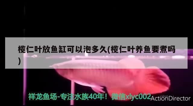 魚缸欖仁葉用量：欖仁葉的使用方法