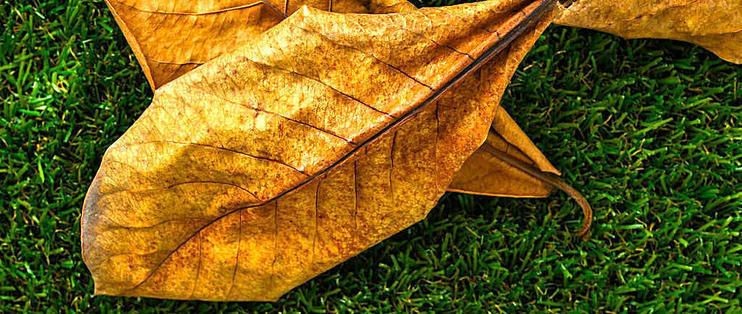 魚缸欖仁葉用量：欖仁葉的使用方法