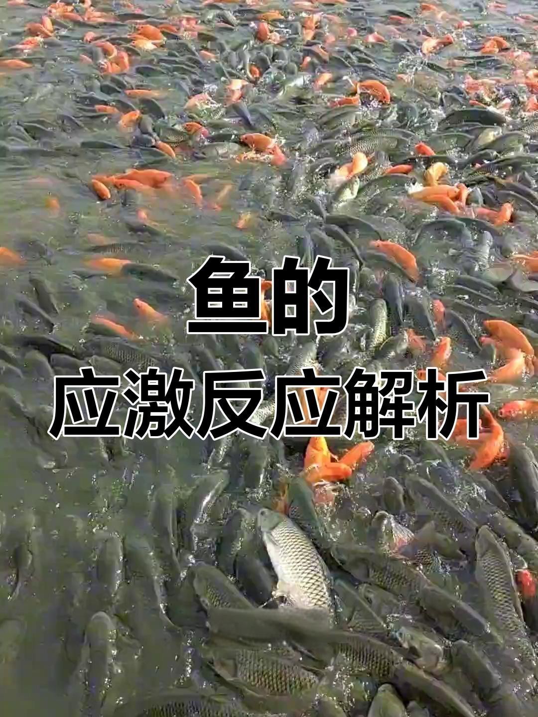 金龍魚水溫波動過大會有哪些影響？