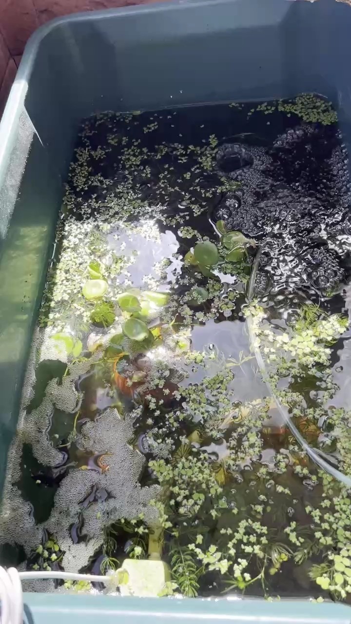 斗魚混養
