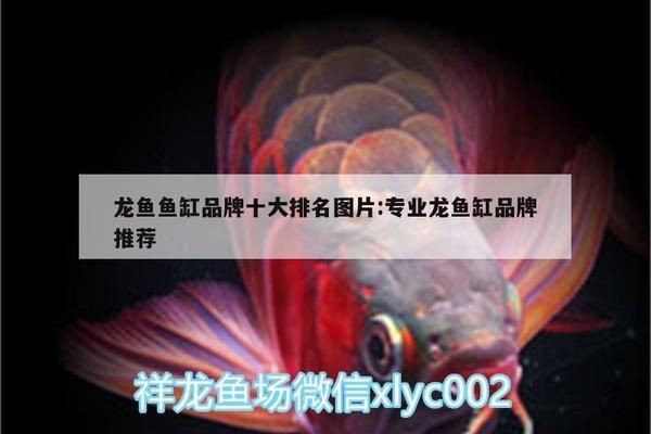 龍魚缸什么牌子最好最安全耐用，龍魚缸哪個牌子好