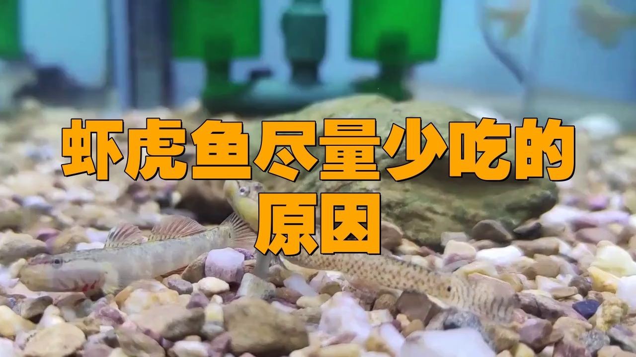 虎魚盡量少吃的原因