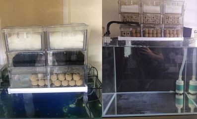 觀海水族魚缸的養護秘籍：海水魚缸的養護技巧