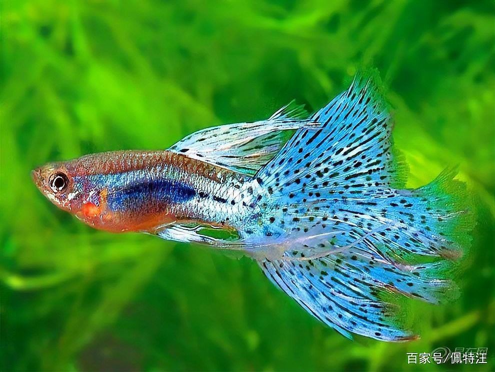 高鰭紅箭長(zhǎng)白毛怎么治