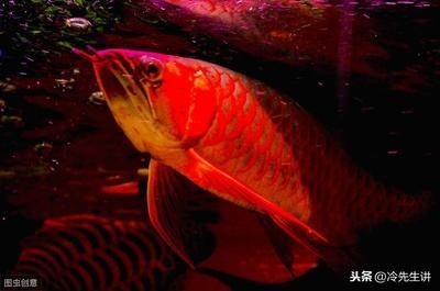 紅龍魚可以人工繁殖嗎（紅龍魚的繁殖期的水質管理，如何識別紅龍魚的成熟狀態）