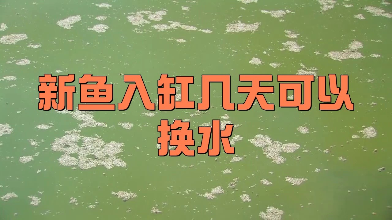紅龍魚入缸后多久可以換水