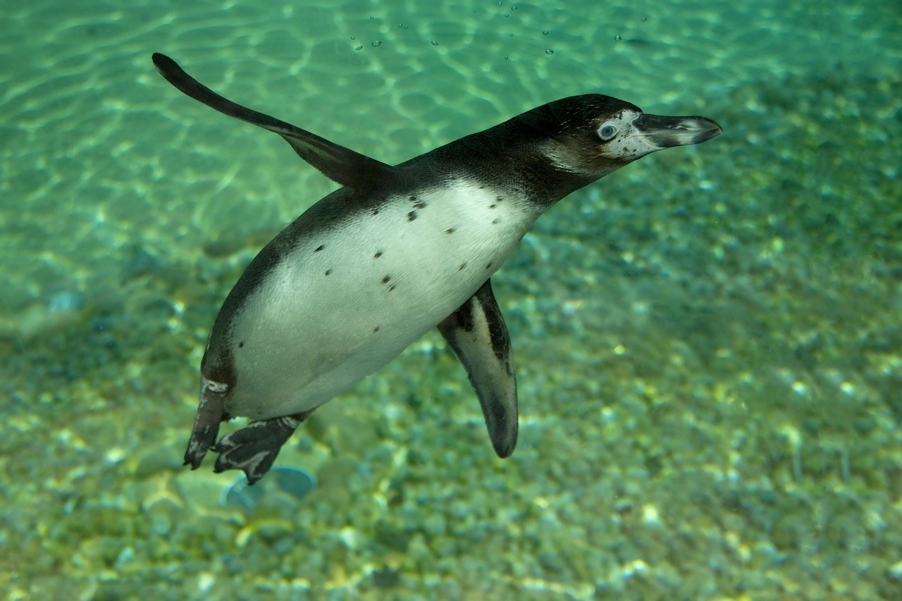 西寧市城中區江鳥水族館（西寧魚鳥市場）