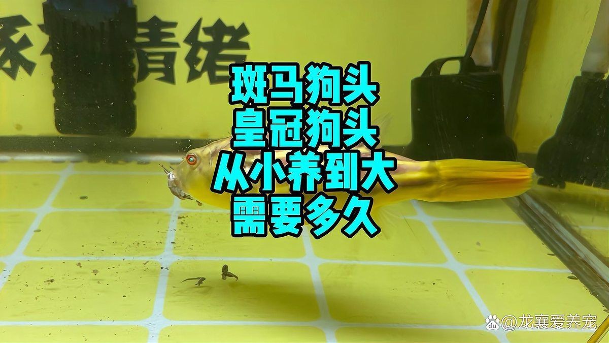 紅圓點狗頭魚能長多大