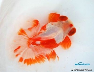魚缸進水口和出水口的位置：底濾魚缸的進水口和出水口的位置應避免直沖墻壁或家具