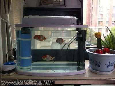 魚缸生態平衡的維持：diy魚缸過濾系統的樂趣diy魚缸過濾系統的樂趣