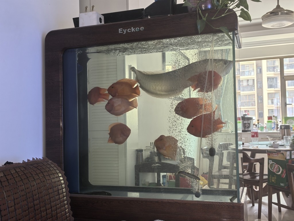 高溫假休息，賞魚[ciya]