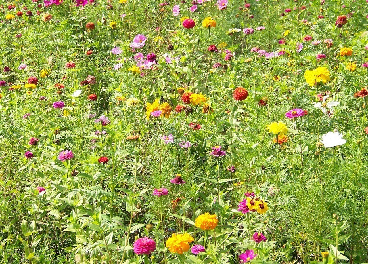 蚌埠市龍子湖區芳繽花卉園（蚌埠花卉科技園）