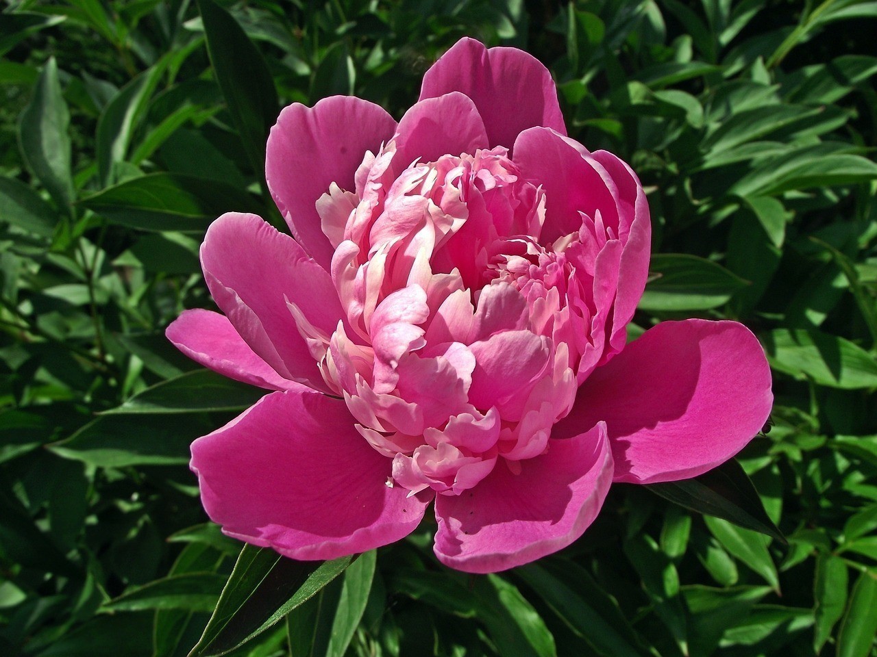 蚌埠市龍子湖區芳繽花卉園（蚌埠花卉科技園）