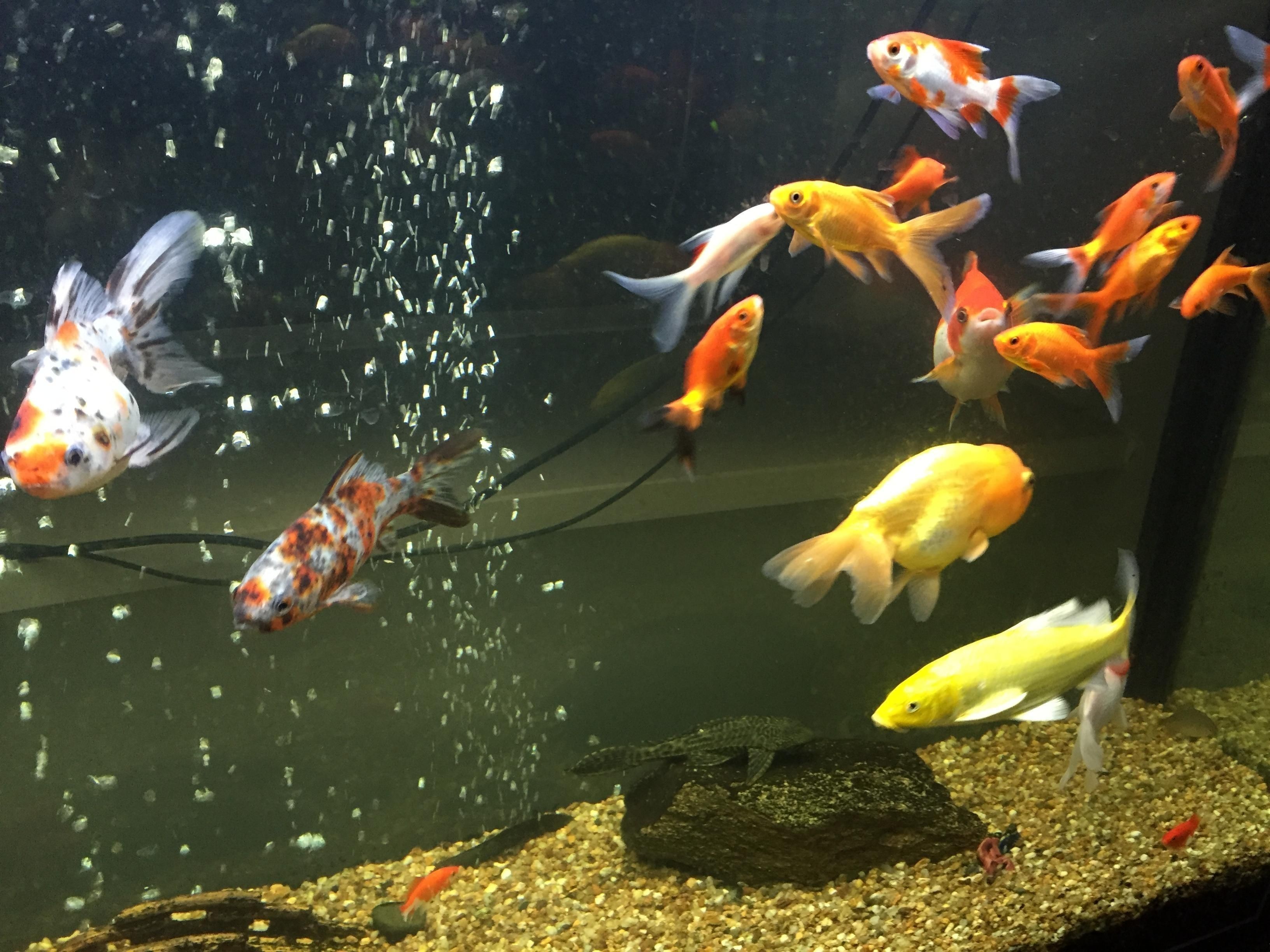 觀景魚缸的養護要求是什么（觀景魚缸養護要求包括水源的選擇與處理、水質的保養）