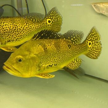 申古三間魚混養(yǎng)密度控制：如何控制申古三間魚混養(yǎng)密度以提高生態(tài)效益