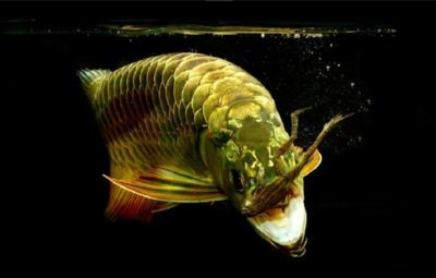 金龍魚真偽查詢掃一掃（“金龍魚真偽查詢掃一掃”應用程序介紹）