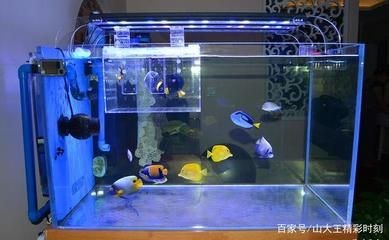 比較好的魚缸（如何選擇一個好的魚缸）