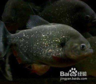 紅老虎魚兇不兇 龍魚論壇 第5張 紅老虎魚兇不兇 紅老虎魚兇不兇 龍魚論壇 第5張