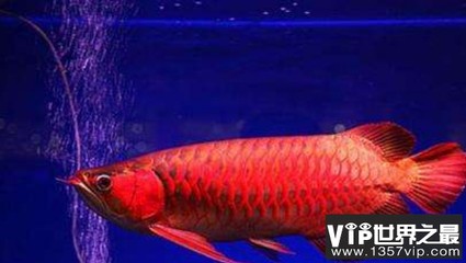 西安市閻良區(qū)陽光水族店（西安市閻良區(qū)陽光水族店電話）