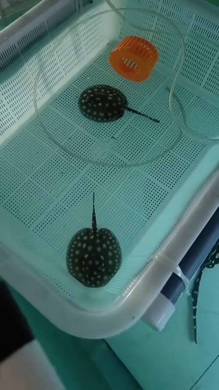意外之喜生小魚。