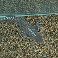 吉羅缸和龍魚缸哪個發色更難？