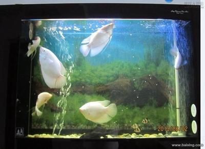 觀賞魚缸清潔魚缸的養護技巧和養護技巧，魚缸清潔魚缸養護技巧：觀賞魚缸清潔技巧