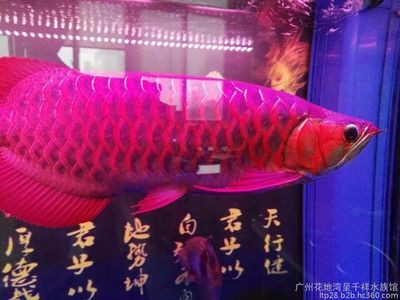 赤血紅龍魚（血紅龍長什么樣）