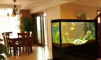 風水魚的選擇與養護：風水學中魚缸魚的數量選擇