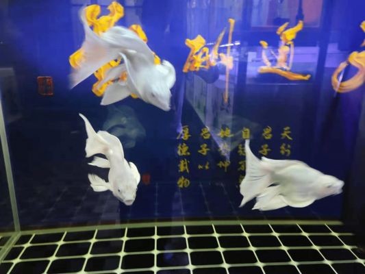 夏季魚缸降溫效果對比：不同魚缸降溫方式各有優缺點