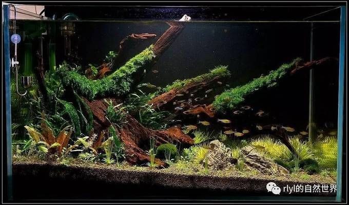 夏季魚缸降溫效果對比：不同魚缸降溫方式各有優缺點