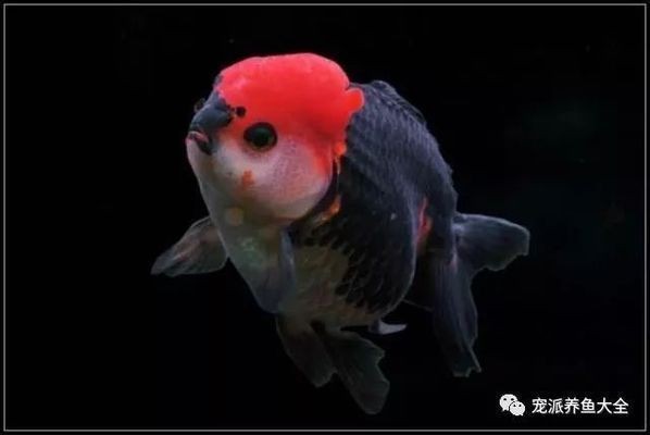夏季魚缸降溫效果對比：不同魚缸降溫方式各有優缺點