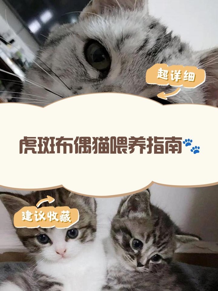 帝王虎斑最建議買的三樣東西