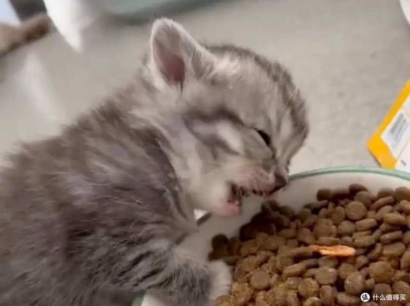 帝王虎斑最建議買的三樣東西