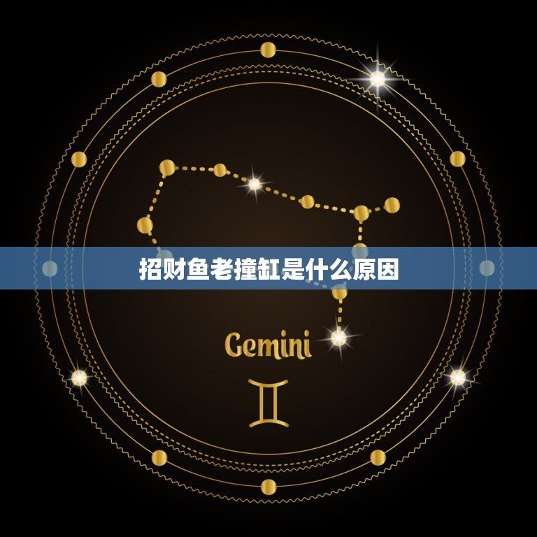 龍魚瘋狂撞缸怎么回事：龍魚撞缸后如何緊急處理