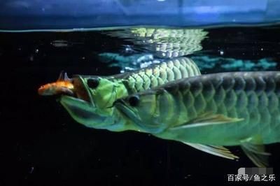 怎么訓練龍魚吃活食的能力：如何訓練龍魚吃活食