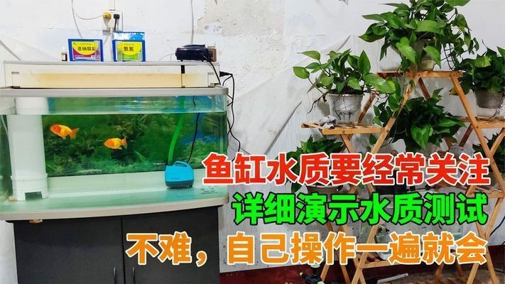 龍魚要多少錢一條：龍魚品種價格一般多少錢