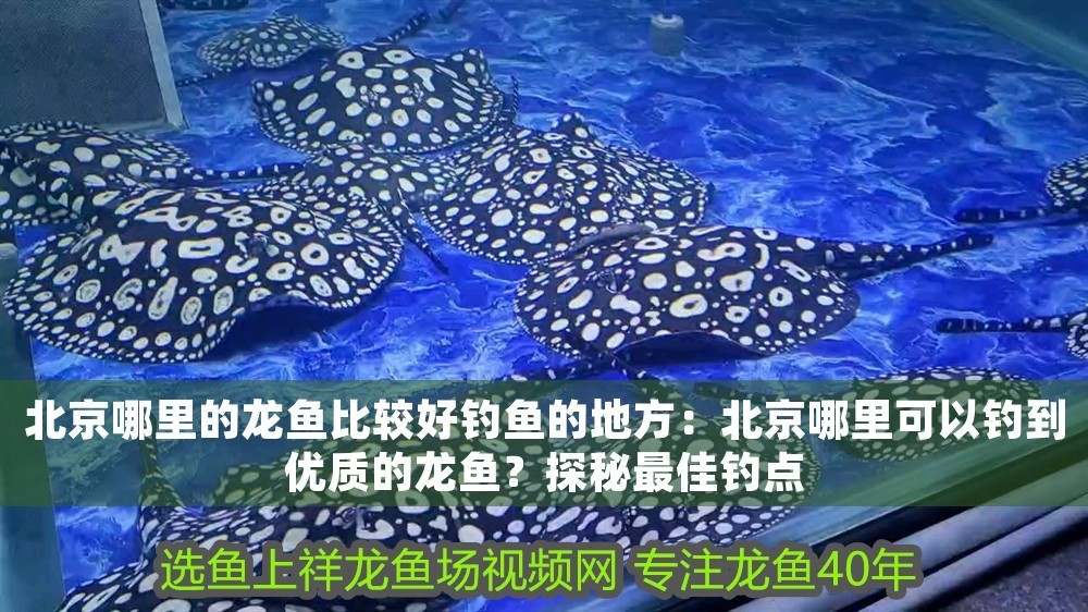 北京哪里的龍魚比較好釣魚的地方：北京哪里可以釣到優質的龍魚？探秘最佳釣點