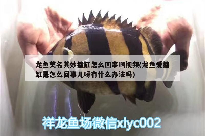 金龍魚 龍魚莫名其妙撞缸怎么回事啊視頻(龍魚愛撞缸是怎么回事兒呀有什么辦法嗎) 魚缸百科 龍魚莫名其妙撞缸怎么回事啊視頻(龍魚愛撞缸是怎么回事兒呀有什么辦法嗎) 龍魚莫名其妙撞缸怎么回事啊視頻(龍魚愛撞缸是怎么回事兒呀有什么辦法嗎) 魚缸百科