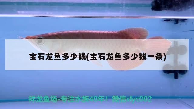 嘉興魚缸搬運電話號碼多少號（嘉興賣魚缸店地址）