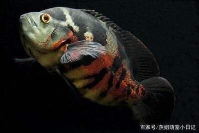 地圖魚飼養(yǎng)指南：地圖魚的健康種體形較大的熱帶魚飼養(yǎng)指南熱帶魚飼養(yǎng)技巧