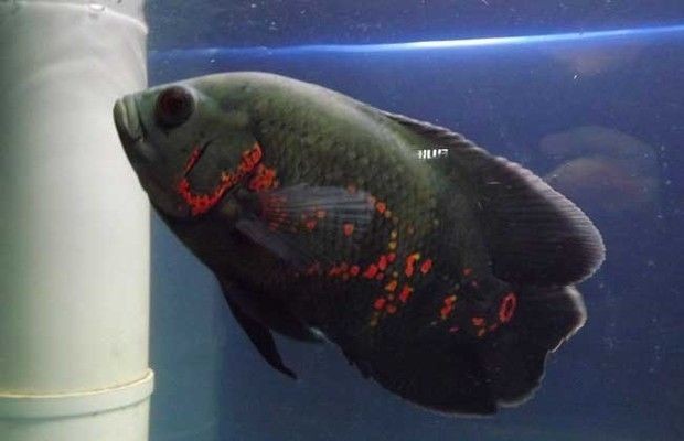 地圖魚飼養(yǎng)指南：地圖魚的健康種體形較大的熱帶魚飼養(yǎng)指南熱帶魚飼養(yǎng)技巧